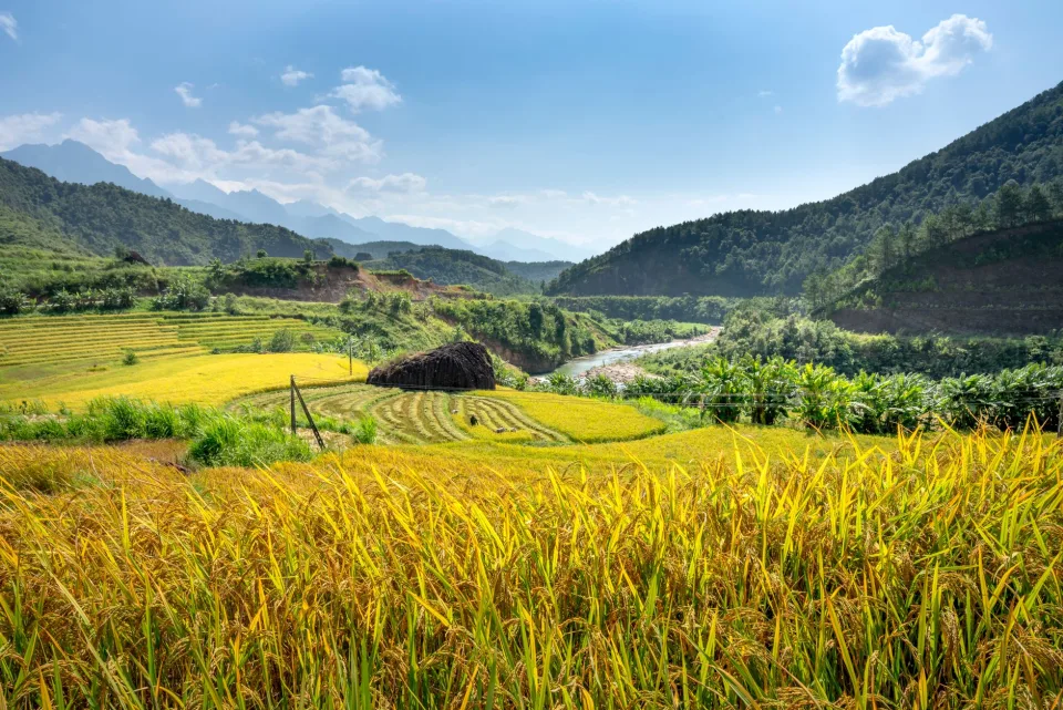 Kho gạo của Nguyễn Thị Phương 1305